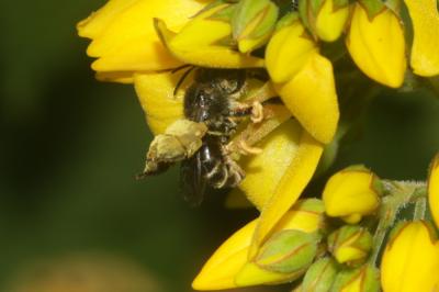  Macropis europaea Warncke, 1973