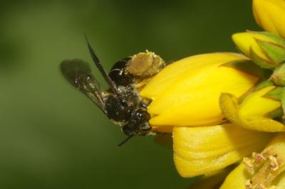  Macropis europaea Warncke, 1973