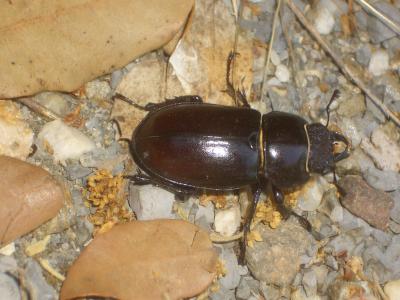 Cerf-volant (mâle), Biche (femelle), Lucane Lucanus cervus (Linnaeus, 1758)