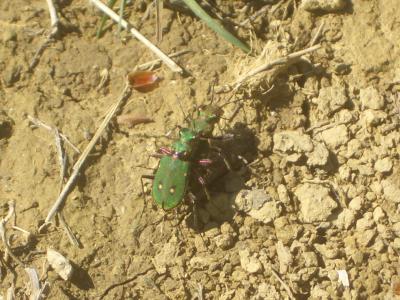 Cicindèle champêtre Cicindela campestris Linnaeus, 1758