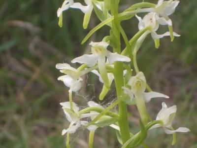 Platanthère à deux feuilles, Platanthère à fleurs  Platanthera bifolia (L.) Rich., 1817