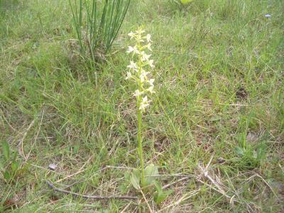Platanthère à deux feuilles, Platanthère à fleurs  Platanthera bifolia (L.) Rich., 1817