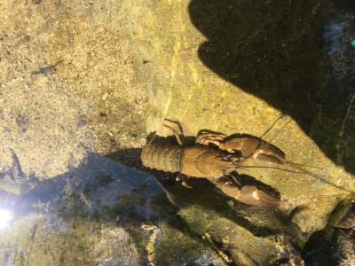 Écrevisse de Californie (L'), Écrevisse signal (L' Pacifastacus leniusculus (Dana, 1852)