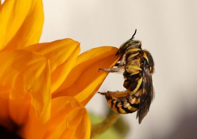  Anthidium florentinum (Fabricius, 1775)