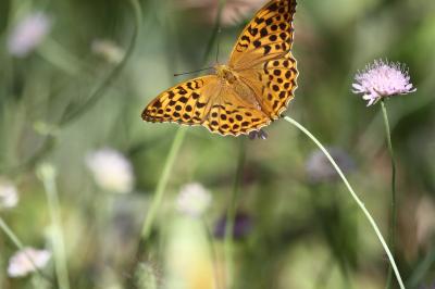 Tabac d'Espagne (Le), Nacré vert (Le), Barre argen Argynnis paphia (Linnaeus, 1758)