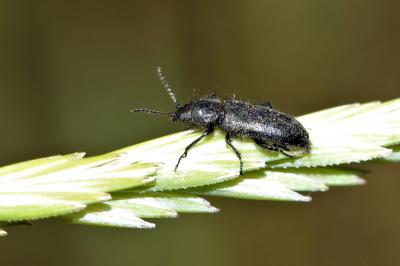 Enicopus pilosus Enicopus pilosus (Scopoli, 1763)