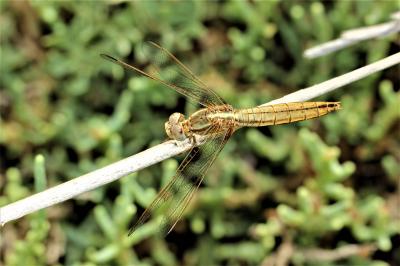 Crocothémis écarlate (Le) Crocothemis erythraea (Brullé, 1832)