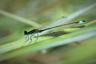 Agrion élégant Ischnura elegans (Vander Linden, 1820)
