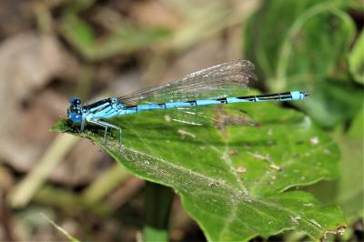 Agrion de Vander Linden, Naïade de Vander Linden Erythromma lindenii (Selys, 1840)