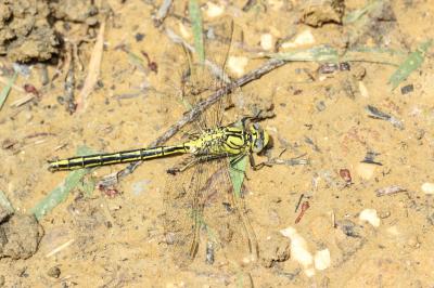Gomphe joli (Le) Gomphus pulchellus Selys, 1840