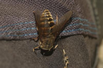  Tabanus sudeticus Zeller, 1842