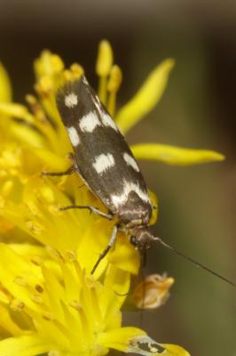  Scythris scopolella (Linnaeus, 1767)