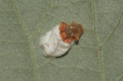  Pulvinaria Targioni Tozzetti, 1866