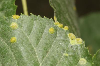 Phytoptus tetratrichus (Nalepa, 1890)