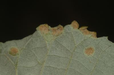  Phytoptus tetratrichus (Nalepa, 1890)