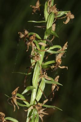 Platanthère à deux feuilles, Platanthère à fleurs  Platanthera bifolia (L.) Rich., 1817