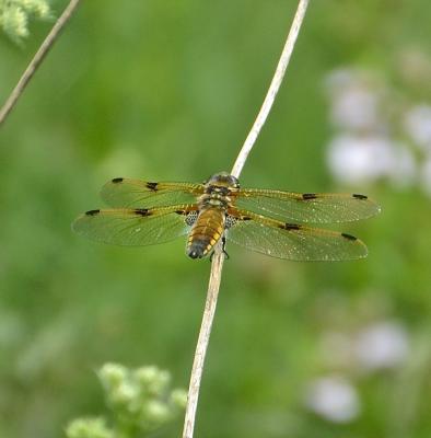 Libellule quadrimaculée (La), Libellule à quatre t Libellula quadrimaculata Linnaeus, 1758