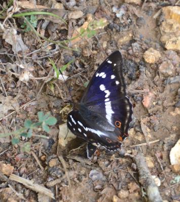 Grand mars changeant (Le), Grand Mars (Le), Chatoy Apatura iris (Linnaeus, 1758)