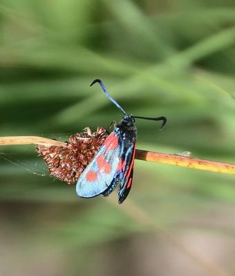 Zygène des prés (La), Zygène des Cornettes (La) Zygaena trifolii (Esper, 1783)