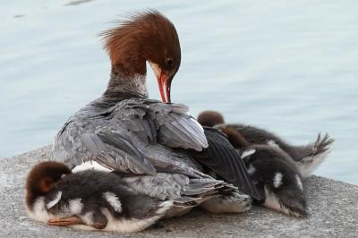 Harle bièvre Mergus merganser Linnaeus, 1758