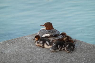 Harle bièvre Mergus merganser Linnaeus, 1758