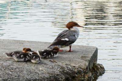 Harle bièvre Mergus merganser Linnaeus, 1758
