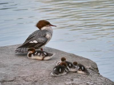 Harle bièvre Mergus merganser Linnaeus, 1758