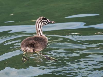 Grèbe huppé Podiceps cristatus (Linnaeus, 1758)