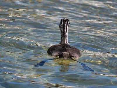 Grèbe huppé Podiceps cristatus (Linnaeus, 1758)