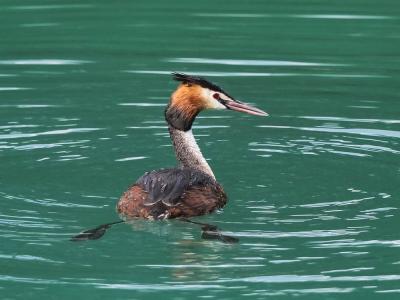 Grèbe huppé Podiceps cristatus (Linnaeus, 1758)