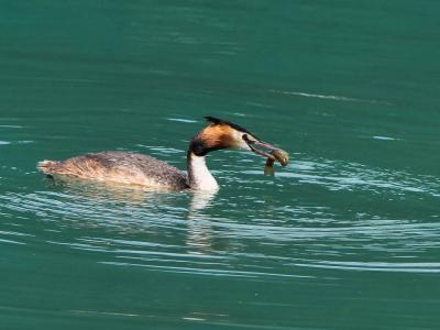 Grèbe huppé Podiceps cristatus (Linnaeus, 1758)