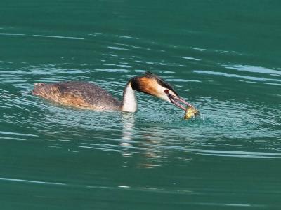 Grèbe huppé Podiceps cristatus (Linnaeus, 1758)
