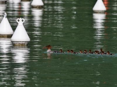Harle bièvre Mergus merganser Linnaeus, 1758