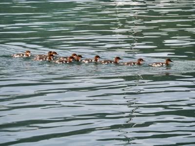 Harle bièvre Mergus merganser Linnaeus, 1758