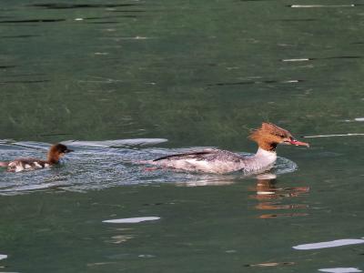 Harle bièvre Mergus merganser Linnaeus, 1758