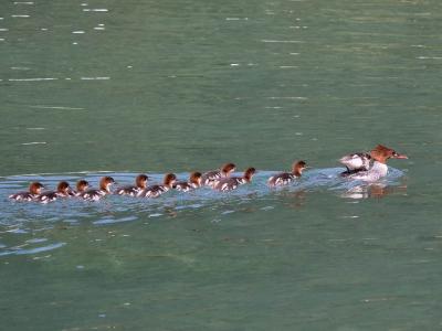Harle bièvre Mergus merganser Linnaeus, 1758