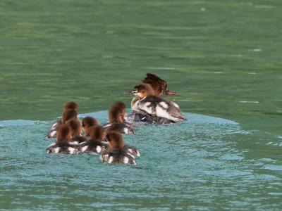 Harle bièvre Mergus merganser Linnaeus, 1758