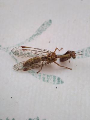  Mantispa styriaca (Poda, 1761)