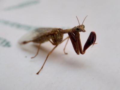  Mantispa styriaca (Poda, 1761)