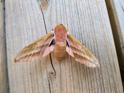 Grand Sphinx de la Vigne (Le) Deilephila elpenor (Linnaeus, 1758)