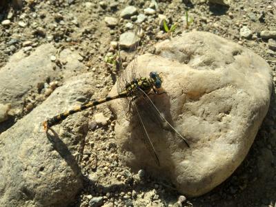 Gomphe à forceps (Le), Gomphe à pinces (Le) Onychogomphus forcipatus (Linnaeus, 1758)