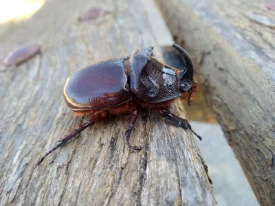  Oryctes nasicornis corniculatus A. Villa & G.B. Villa, 1833