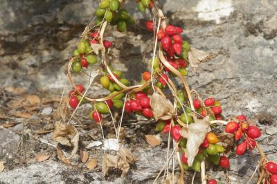 Sceau de Notre Dame Dioscorea communis (L.) Caddick & Wilkin, 2002