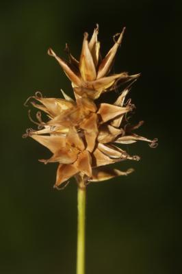 Laîche en épis Carex spicata Huds., 1762