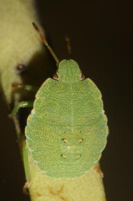 Punaise verte Palomena prasina (Linnaeus, 1760)
