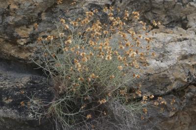 Phagnalon repoussant Phagnalon sordidum (L.) Rchb., 1831