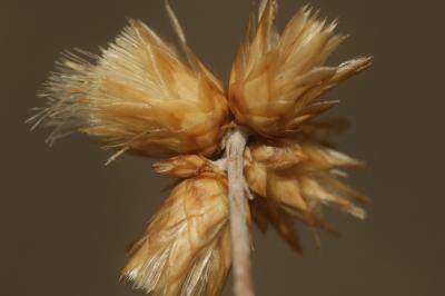 Phagnalon repoussant Phagnalon sordidum (L.) Rchb., 1831