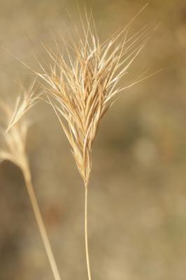 Brome rouge Anisantha rubens (L.) Nevski, 1934