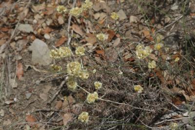 Immortelle des dunes, Immortelle jaune Helichrysum stoechas (L.) Moench, 1794