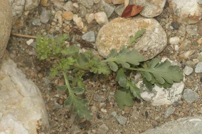 Scrofulaire des chiens Scrophularia canina L., 1753